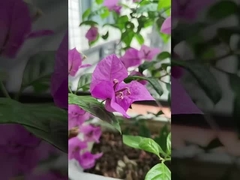 316 Kable ze stali nierdzewnej Balkon Niewidzialna siatka z pojemnością 100 kg